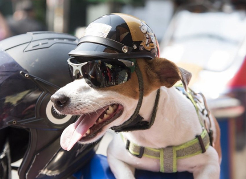 dog on motorcycle: why need helmet, carrier, googles, jacket?